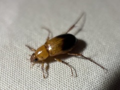 Phyllotocus macleayi