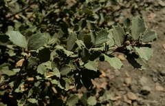 Ceanothus prostratus prostratus
