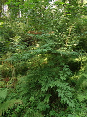 Lonicera nigra