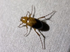 Phyllotocus macleayi