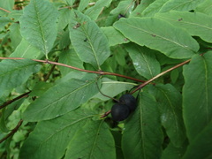 Lonicera nigra