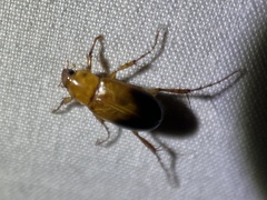 Phyllotocus macleayi