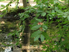 Lonicera nigra