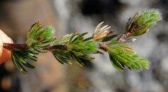 Cliffortia weimarckii