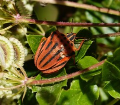 Graphosoma semipunctatum