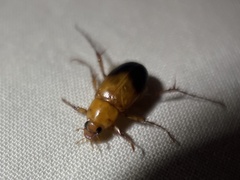 Phyllotocus macleayi