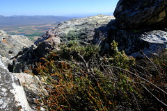 Cliffortia weimarckii