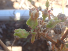 Mesembryanthemum aitonis