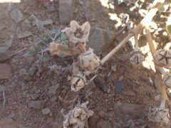 Mesembryanthemum aitonis