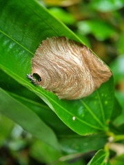 Ropalidia timida