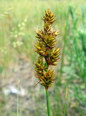 Carex colchica