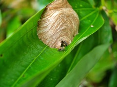 Ropalidia timida