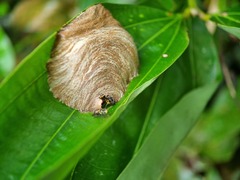 Ropalidia timida