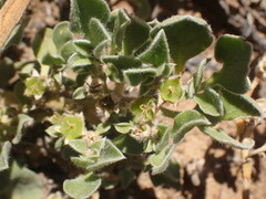 Aizoon glinoides