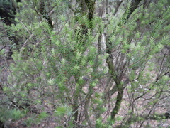 Leptecophylla juniperina