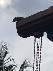 Funambulus palmarum