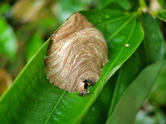 Ropalidia timida