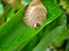 Ropalidia timida