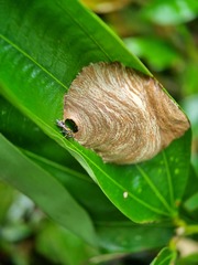 Ropalidia timida