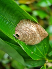 Ropalidia timida