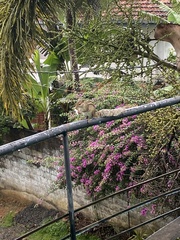 Funambulus palmarum
