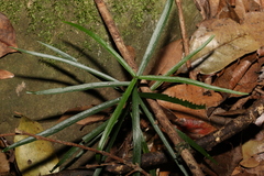 Atractocarpus chartaceus