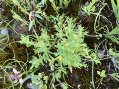 Triptilodiscus pygmaeus