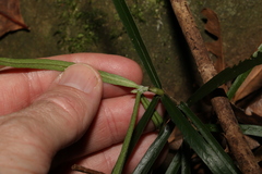 Atractocarpus chartaceus
