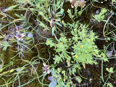 Triptilodiscus pygmaeus