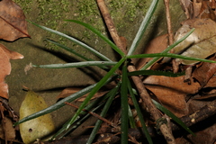 Atractocarpus chartaceus