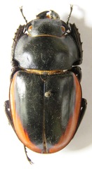 Odontolabis cuvera salvazae