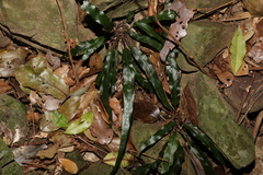 Asplenium attenuatum