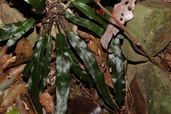 Asplenium attenuatum