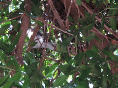 Streptopelia senegalensis