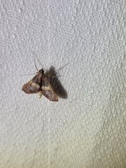 Endotricha mesenterialis