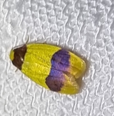 Heterallactis microchrysa