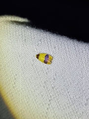 Heterallactis microchrysa