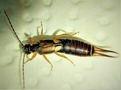 Forficula auricularia