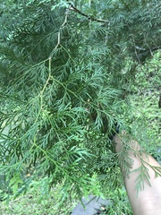 Calocedrus macrolepis