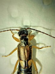 Forficula auricularia