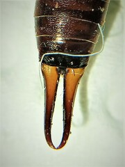 Forficula auricularia