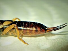 Forficula auricularia