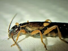 Forficula auricularia