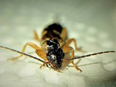 Forficula auricularia