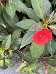Impatiens hawkeri