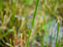 Lestes praemorsus