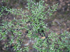 Coprosma microcarpa