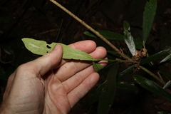 Atractocarpus chartaceus