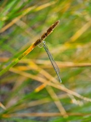 Pseudagrion australasiae