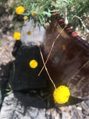 Leptorhynchos squamatus